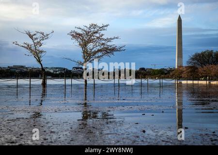 Das Washington Monument ist an überfluteten Wegen und Kirschbäumen vorbei zu sehen, nachdem das Wasser aus dem Tidal Basin während der Flut am 4. April 2024 in Washington, D.C. über den schützenden Meeresmauern stieg. Der National Park Service wird etwa 300 Bäume Fällen, davon 140 die berühmten Kirschbäume, damit sie die zerstörten Meeresmauern rund um das Tidal Basin reparieren und wieder aufbauen können. Die Meeresmauern wurden in den späten 1800er Jahren errichtet und einige Abschnitte sind wegen schlechter Entwässerung, Erosion und steigendem Wasserspiegel bis zu 5 Fuß gesunken. (Foto: Samuel Corum/SIPA USA) Stockfoto