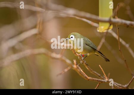 Ein Kilimandscharo White Eye, das auf einem Zweig in einem Zoo sitzt Stockfoto