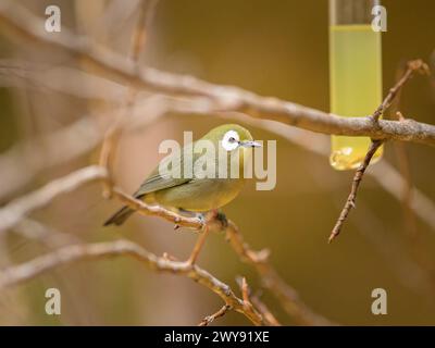 Ein Kilimandscharo White Eye, das auf einem Zweig in einem Zoo sitzt Stockfoto