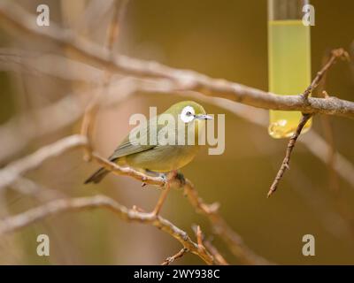 Ein weißes Auge des Kilimandscharo, das auf einem Zweig in einem Zoo in Österreich sitzt Stockfoto