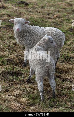 Moorschnuckenlämmer (Ovis aries) auf der Weide, Mecklenburg-Vorpommern, Deutschland Stockfoto