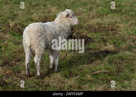 Moorschnuckenlamm (Ovis aries) auf der Weide, Mecklenburg-Vorpommern, Deutschland Stockfoto