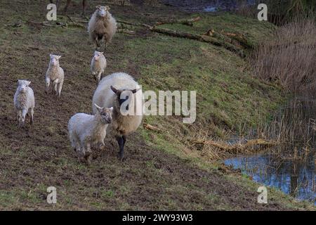 Moorschafe (Ovis aries) mit ihren Lämmern, auf der Weide, Mecklenburg-Vorpommern, Deutschland Stockfoto