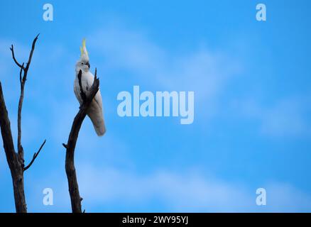 Sulphur Crested Cockatoo, Cacatua galerita, auf einem Baum mit blauem Himmel Hintergrund und Kopierraum. Stockfoto