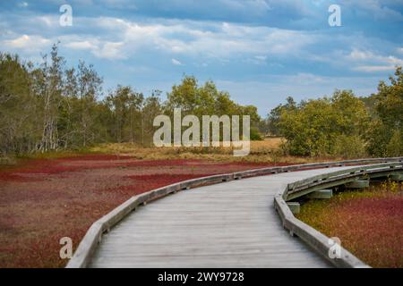 Eine verwinkelte Holzpromenade zieht sich durch leuchtende rote Salzwiesen und grüne Mangroven unter einem stimmungsvollen Himmel und lädt zu einem friedlichen Urlaub in der Natur ein Stockfoto
