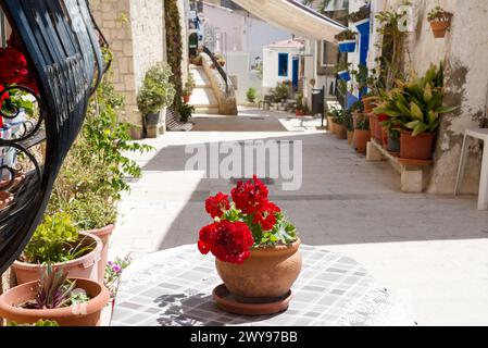 Pflanzen und Blumen auf der Straße der alten spanischen Stadt Stockfoto