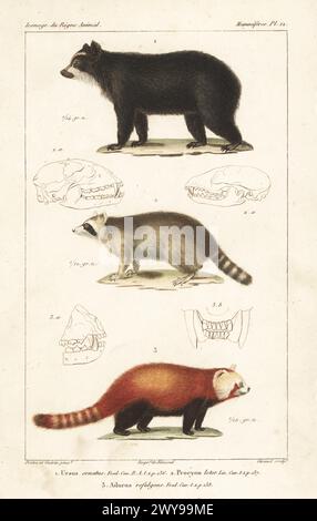 Brillenbär, Tremarctos ornatus 1, gewöhnlicher Waschbär, Procyon lotor 2 und gefährdeter roter Panda, Ailurus fulgens 3. Handkolorierter Kupferstich von Eugene Giraud nach einer Illustration von Felix-Edouard Guérin-Méneville und Jean-Gabriel Pretre aus Guérin-Ménevilles Iconographie du règne Animal de George Cuvier, Ikonographie des Tierreiches von George Cuvier, J. B. Bailliere, Paris, 1829–1844. Stockfoto