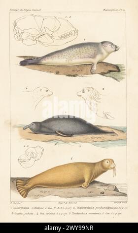 Seehunde, Phoca vitulina 1, südliche Elefantenrobbe, Mirounga leonina 2, Walrus, Odobenus rosmarus 5 und Köpfe des Steller Seelöwen Eumetopias jubatus 4 und der Nordrobbe Callorhinus ursinus 5. Handkolorierter Kupferstich von Eugene Giraud nach einer Illustration von Felix-Edouard Guérin-Méneville aus Guérin-Ménevilles Iconographie du règne Animal de George Cuvier, Ikonographie des Tierreiches von George Cuvier, J. B. Bailliere, Paris, 1829–1844. Stockfoto