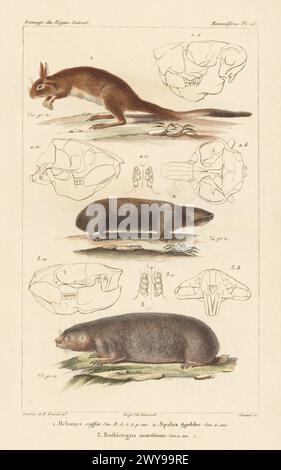 Südafrikanischer Springhare, Pedetes capensis 1, Blindmole-Ratte im Nahen Osten, Nannospalax ehrenbergi 2 und Cape Dune Mole-Ratte, Bathyergus suillus 3. Handkolorierter Kupferstich von Eugene Giraud nach einer Illustration von Felix-Edouard Guérin-Méneville und Edouard Traviès aus Guérin-Ménevilles Iconographie du règne Animal de George Cuvier, Ikonographie des Tierreiches von George Cuvier, J. B. Bailliere, Paris, 1829–1844. Stockfoto