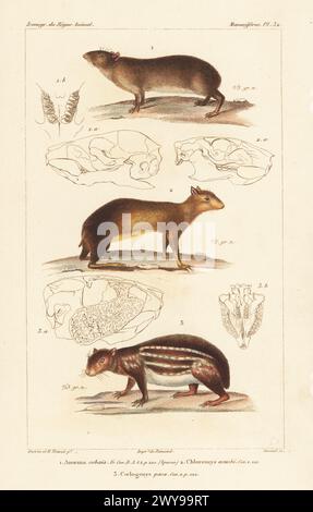 Meerschweinchen, Cavia porcellus 1, Red Acouchi, Myoprocta acouchy 2 und Lowland paca, Cuniculus paca 3. Handkolorierter Kupferstich von Eugene Giraud nach einer Illustration von Felix-Edouard Guérin-Méneville und Edouard Traviès aus Guérin-Ménevilles Iconographie du règne Animal de George Cuvier, Ikonographie des Tierreiches von George Cuvier, J. B. Bailliere, Paris, 1829–1844. Stockfoto