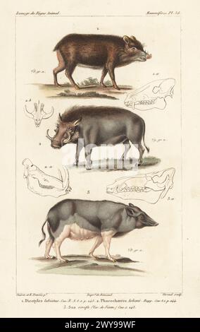 Weißlippenpekkary, Tayassu pecari 1, Wüstenwarzenschwein, Phacochoerus aethiopicus 2 und weibliches Indianerschwein, Sus scrofa cristatus 3. Handkolorierter Kupferstich von Eugene Giraud nach einer Illustration von Felix-Edouard Guérin-Méneville und Edouard Traviès aus Guérin-Ménevilles Iconographie du règne Animal de George Cuvier, Ikonographie des Tierreiches von George Cuvier, J. B. Bailliere, Paris, 1829–1844. Stockfoto