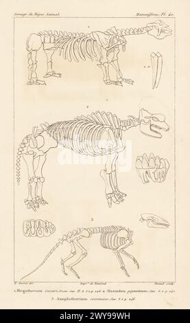 Fossile Skelette ausgestorbener Tiere. Riesenfaultier, Megatherium americanum 1, American Mastodon, Mammut americanum 2 und Anoplotherium commune 3. Handkolorierter Kupferstich von Eugene Giraud nach einer Illustration von Felix-Edouard Guérin-Méneville aus Guérin-Ménevilles Iconographie du règne Animal de George Cuvier, Ikonographie des Tierreiches von George Cuvier, J. B. Bailliere, Paris, 1829–1844. Stockfoto