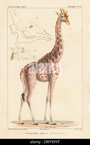 Südgiraffe, Giraffa giraffa. Camelopardalis girafa. Nach dem Gemälde von Nicholas Huet einer Giraffe, die König Karl X. von Frankreich vom Vizekönig von Ägypten 1827 gegeben wurde. Handkolorierter Kupferstich von Eugene Giraud nach einer Illustration von Felix-Edouard Guérin-Méneville und Edouard Traviès aus Guérin-Ménevilles Iconographie du règne Animal de George Cuvier, Ikonographie des Tierreiches von George Cuvier, J. B. Bailliere, Paris, 1829–1844. Stockfoto