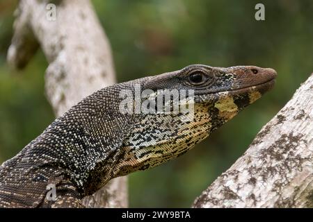 Goanna, Spitzeidechse, Baummonitor, Varanus varius. Kopf und Hals eines großen schweren Reptils, das sich in einem Avocadobaum versteckt. Queensland, Australien. Stockfoto