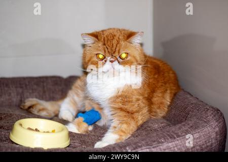 Exotische Ginger-Katze mit einem Katheter auf der Pfote Stockfoto