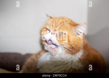 Exotische Ginger-Katze mit einem Katheter auf der Pfote Stockfoto