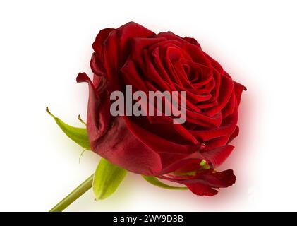 Isoliertes Foto einer blühenden roten Rose auf weißem Hintergrund. Stockfoto