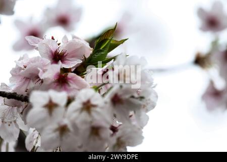 Suzuka, Japan. April 2024. Kreislaufatmosphäre – Blüte. Formel-1-Weltmeisterschaft, Rd 4, großer Preis von Japan, Freitag, 5. April 2024. Suzuka, Japan. Quelle: James Moy/Alamy Live News Stockfoto