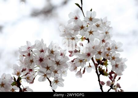 Suzuka, Japan. April 2024. Kreislaufatmosphäre – Blüte. Formel-1-Weltmeisterschaft, Rd 4, großer Preis von Japan, Freitag, 5. April 2024. Suzuka, Japan. Quelle: James Moy/Alamy Live News Stockfoto