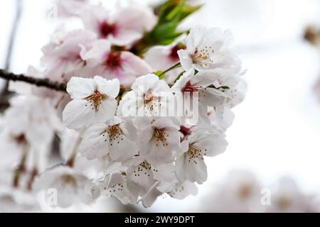 Suzuka, Japan. April 2024. Kreislaufatmosphäre – Blüte. Formel-1-Weltmeisterschaft, Rd 4, großer Preis von Japan, Freitag, 5. April 2024. Suzuka, Japan. Quelle: James Moy/Alamy Live News Stockfoto