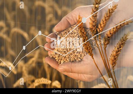 Getreidepreise. Mehrfachbelichtung mit Weizenfeld und Diagramm Stockfoto