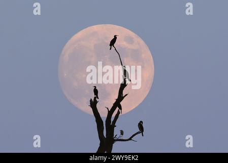 Die Vögel standen auf einem Ast mit Mond im Hintergrund Stockfoto