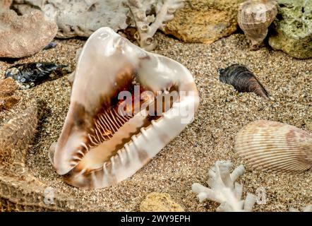 Karibischer Königshelm Meeresschneckenschale Cassis tuberosa auf einem Sand unter Wasser Stockfoto