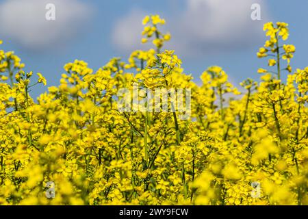 Das Rapsfeld blüht mit leuchtend gelben Blumen am blauen Himmel in der Ukraine. Nahaufnahme. Stockfoto