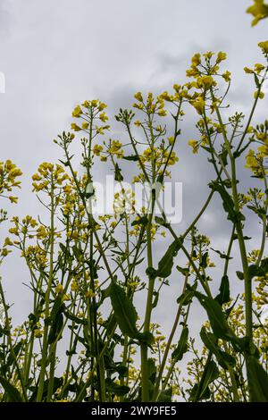 Das Rapsfeld blüht mit leuchtend gelben Blumen am blauen Himmel in der Ukraine. Nahaufnahme. Stockfoto