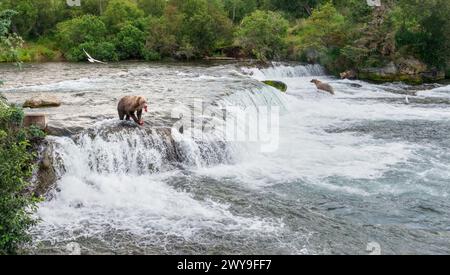 Braunbär isst Lachs auf den Brooks Falls. Katmai Nationalpark. Alaska. USA. Stockfoto