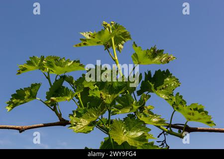 Junge grüne zarte Blätter der Trauben auf dem Hintergrund der blauen Himmel im Frühjahr. Stockfoto