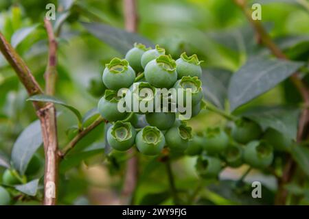 Grüne Heidelbeeren, Vaccinium corymbosum, reifende Früchte auf einem Heidelbeerstrauch, Nahaufnahme. Stockfoto