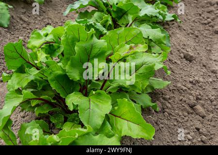 Blatt der Rübenwurzel. Frische grüne Blätter von Rübenwurzel oder Rübenwurzel-Sämling. Reihe von grünen jungen Rüben Blätter Wachstum in Bio-Farm. Closeup Rote Beete verlassen Stockfoto