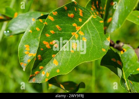 Birnenblätter mit Birnenrostbefall. Stockfoto