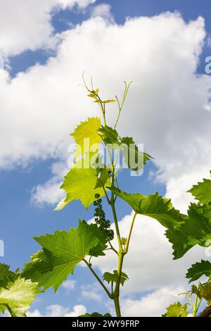 Junge grüne zarte Blätter der Trauben auf dem Hintergrund der blauen Himmel im Frühjahr. Stockfoto