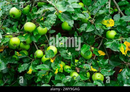 Viele grüne Äpfel wachsen auf einem Apfelbaum. Stockfoto