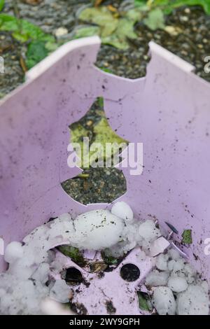 Hagelsteine und ein großes Loch in einem Plastikblumentopf, verursacht durch einen Hagelsturm Stockfoto