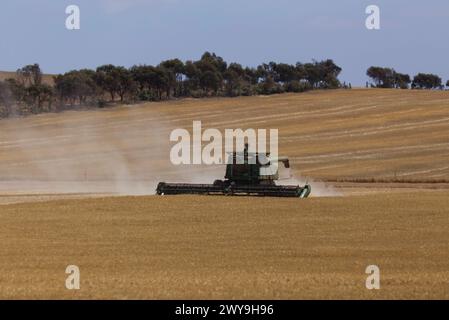 Mähdrescher arbeiten auf einem goldenen Weizenfeld mit Staub, der unter klarem Himmel in der Luft aufsteigt Stockfoto