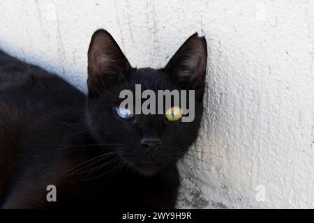 Schwarze Katze mit Heterochromie oder einem kranken, geschädigten Auge/ Stockfoto