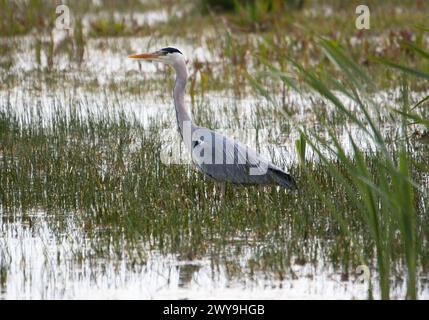 Aschereiher Nahaufnahme im Sumpfwasser Stockfoto