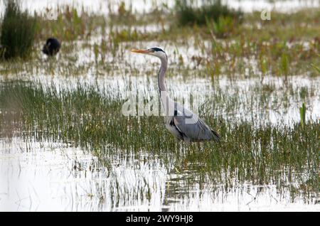 Aschereiher Nahaufnahme im Sumpfwasser Stockfoto