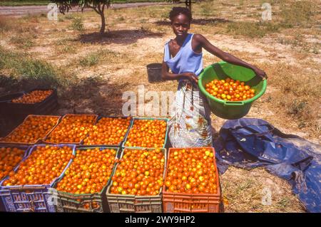 Senegal, Frau mit geernteten Tomaten vom Feld in Mbour. Stockfoto