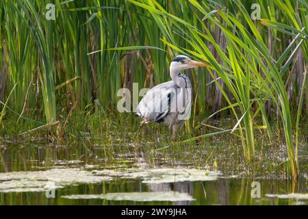 Aschereiher Nahaufnahme im Sumpfwasser Stockfoto