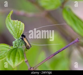 Grüne Langhornmotte. Molesey Reservoirs Nature Reserve, West Molesey, Surrey, Großbritannien. Stockfoto