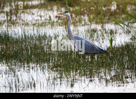 Aschereiher Nahaufnahme im Sumpfwasser Stockfoto