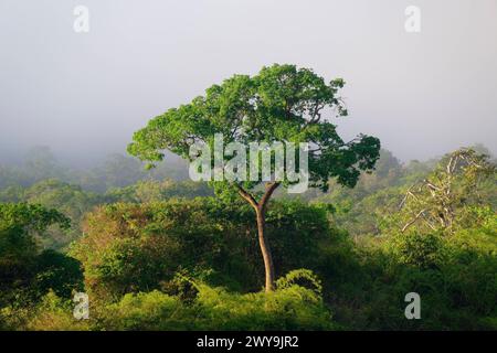 Morgennebel auf dem Amana River, einem Amazonas-Nebenfluss, Bundesstaat Amazonas, Brasilien, Südamerika Copyright: G&MxTherin-Weise 1131-2001 Stockfoto