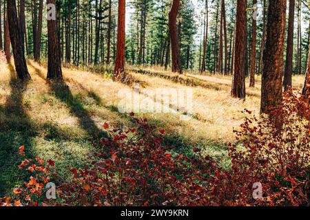 Hinterleuchtete Waldbäume mit Herbstlaub Stockfoto