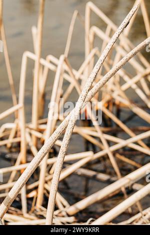 Getrocknete Schilfe, die aus dem Wasser ragen Stockfoto