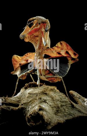 Totblattmantis deroplatys lobata Stockfoto