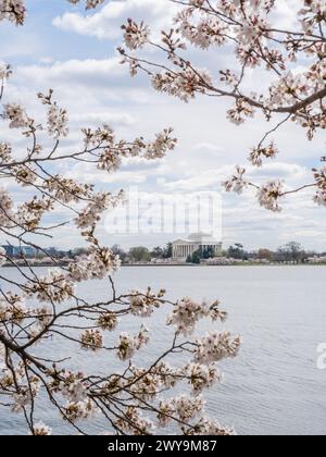 Jefferson Memorial, eingerahmt von Kirschblüten am Frühlingstag in W Stockfoto